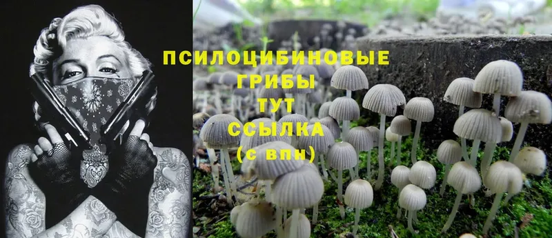 как найти наркотики  Серафимович  Псилоцибиновые грибы Magic Shrooms 